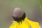 Pinnate prairie coneflower